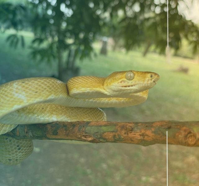 Una patente que abre caminos: Uniandes avanza en bioimpresión 3D para medicina regenerativa