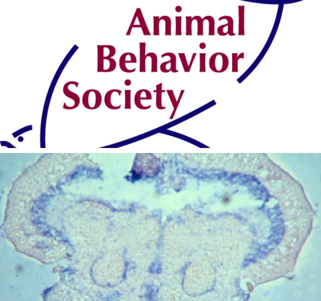 premio animal behavior society