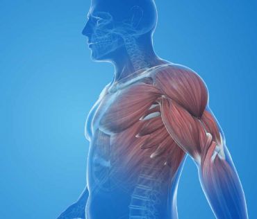 Análisis de Rendimiento Muscular