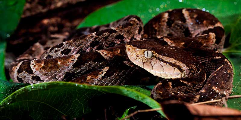 Bothrops